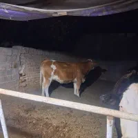 گاو گوساله