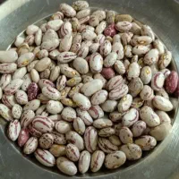 لوبیا چیتی قیمت توافقی