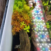 ال ای. دی حرفه ای ats|ماهی|اهواز, اسماعیلیه|دیوار