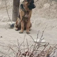 سگ ژرمن شپرد