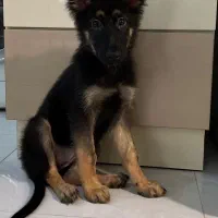 توله ژرمن شولاین