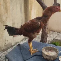 خروس لاری|پرنده|بهار, |دیوار