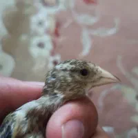 جوجه سهره قناری