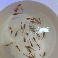 بار جدیدماهی و گیاه اکواریوم مارلین رسید|ماهی|زنجان, |دیوار