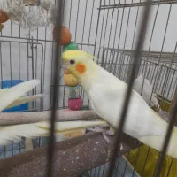 جوجه عروس رام ودون خور