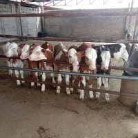 نژاد برتر گوساله