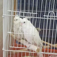 عروس هلندی نرو ماده خاص