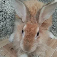 خرگوش لوپی|موش و خرگوش|ایرانشهر, |دیوار