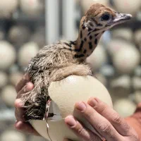 گوشت تازه شترمرغ|خوردنی و آشامیدنی|داراب, |دیوار