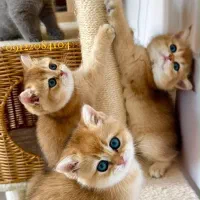 گربه چینچیلاگولدطلای ۲۴ عیار