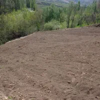 گمشده عروس هلندی