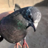 کبوتر پرش سنگین