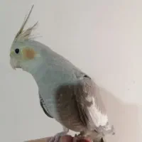 عروس هلندی رام و دستی 550|پرنده|ری, فیروزآبادی|دیوار