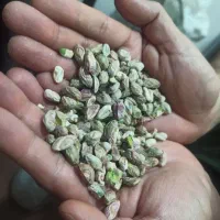 فروش مغز پسته کال