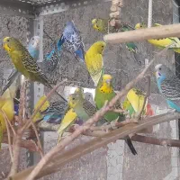 مرغ عشق سالم ضمانتی|پرنده|ایرانشهر, |دیوار