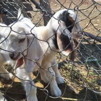 آموزش رانندگی بانوان