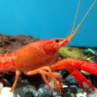 لابستر آکواریومی