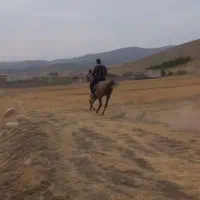 مادیان وکره مادیان از حداد  احمدیانودریا جلیلیان