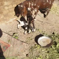 بوزدوقولوزا|حیوانات مزرعه|اشتهارد, |دیوار