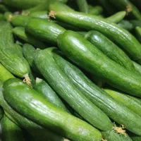 خیار تازه