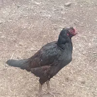 مرغ|حیوانات مزرعه|مرند, |دیوار