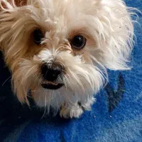 واگذاری سگ شیتزو