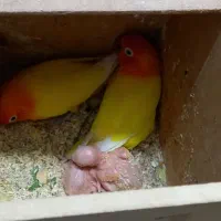 طوطی برزیلی با جوجه|پرنده|دزفول, |دیوار