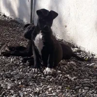 فروش پیتبول نرو ماده اصیل وارداتی