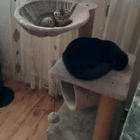 اسکرچر گربه اسکچر لوازم بازی