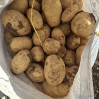 سیب زمینی ج