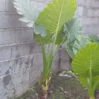 فروش گل بابادم