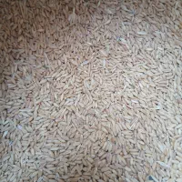 گندم پاک شده