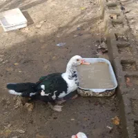 فروش اردک اسراییلی|حیوانات مزرعه|املش, |دیوار