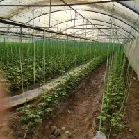 فروش گلخانه و باغ بزرگ|فروش دفتر صنعتی، کشاورزی، تجاری|گرمسار, |دیوار