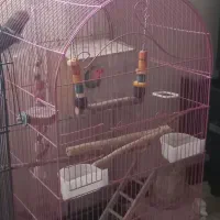 طوطی برزیلی|پرنده|پردیس, فاز ۳|دیوار