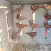 بیله گلی|پرنده|کشکوئیه, |دیوار