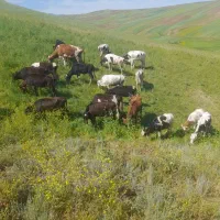 ۲۲عدد گوساله ماده دو رنگ