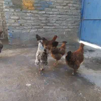 مرغ|حیوانات مزرعه|سبزوار, شهرک صنعتی خاوران|دیوار