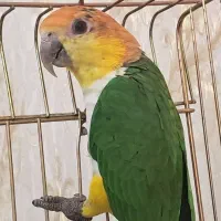 یک جفت کایک سر نارنجی|پرنده|مشهد, دانش|دیوار