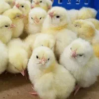 فروش‌ جوجه لگهورن تخم گذار و های لاین و ال اس ال