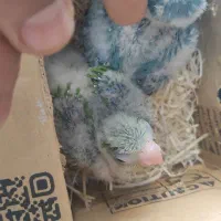 سرلاکی راهب سبز و آبی