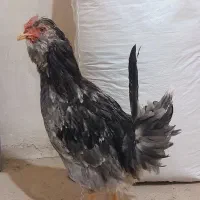 ۷ عدد مرغ و خروس گلین فروشی فقط یجا باهم