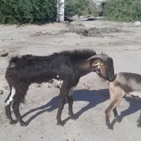 نری سیاه ۱۵ میلیون نری سفید ۱۲ میلیون