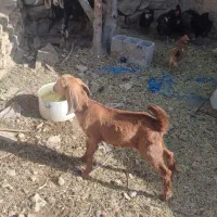 کهره نر و ماده