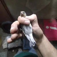 سهره ماده جوجه قفس داغسر|پرنده|تهران, اتابک|دیوار