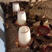 جوجه محلی اصل تضمینی|حیوانات مزرعه|فیروزآباد (فارس), |دیوار