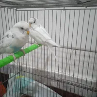 مرغ عشق|پرنده|بروجرد, |دیوار