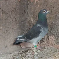 سبز مسافتی ثبت سامانه