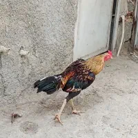 خروس کریان هست