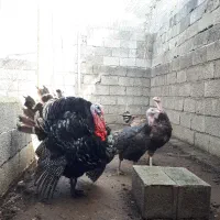 بوقلمون برنز|حیوانات مزرعه|خرم‌آباد (تنکابن), |دیوار